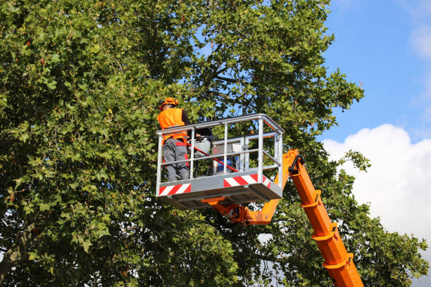 Best Arborist Consultation Services  in Briar Chapel, NC