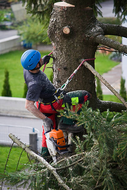 Best Lawn Irrigation Installation and Maintenance  in Briar Chapel, NC