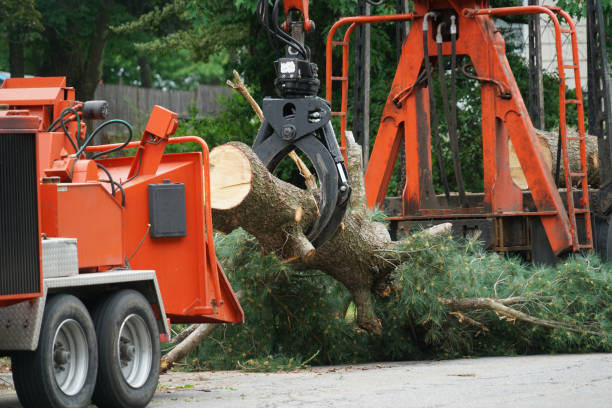 Best Tree Disease Treatment  in Briar Chapel, NC