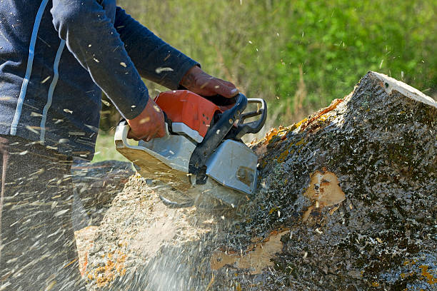 Best Seasonal Cleanup (Spring/Fall)  in Briar Chapel, NC