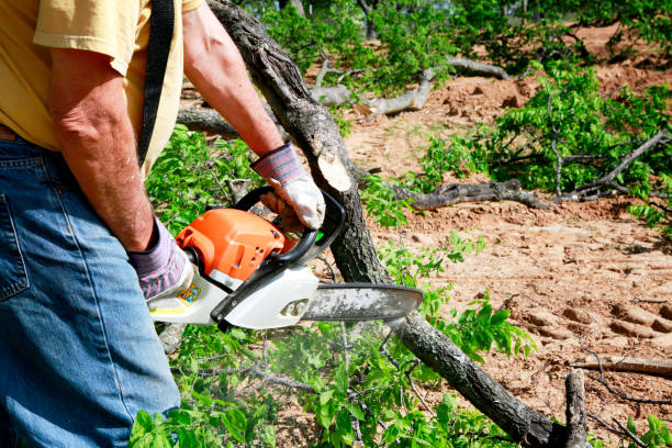 Best Tree Trimming and Pruning  in Briar Chapel, NC